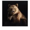 Crestview Collection Resting 32 in. x 32 in. x 1.5 in. Glass Framed Glass Bear Print, CVTOP2640 -Crestview Collection sale 1713257
