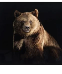 Crestview Collection Resting 32 in. x 32 in. x 1.5 in. Glass Framed Glass Bear Print, CVTOP2640